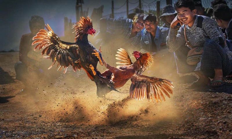 Thời gian mỗi hiệp trong đá gà cựa sắt và cựa dao