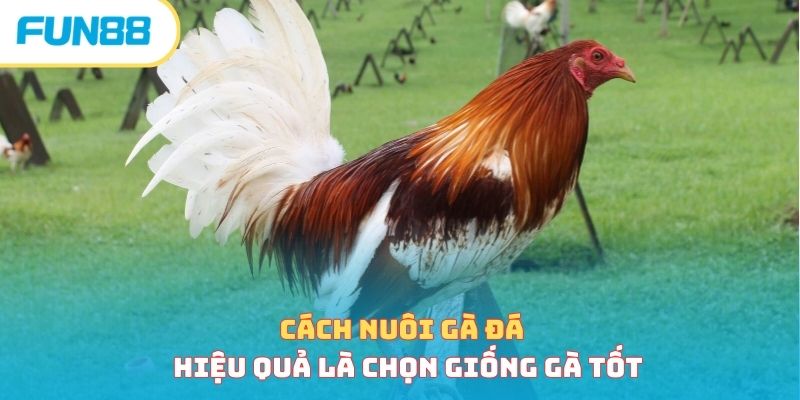 Cách nuôi gà đá bắt đầu từ chọn giống tốt